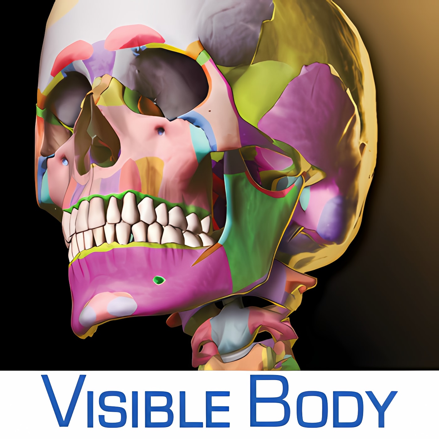 Download Skeleton Premium Install Latest App downloader