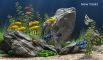 dream aquarium backgrounds