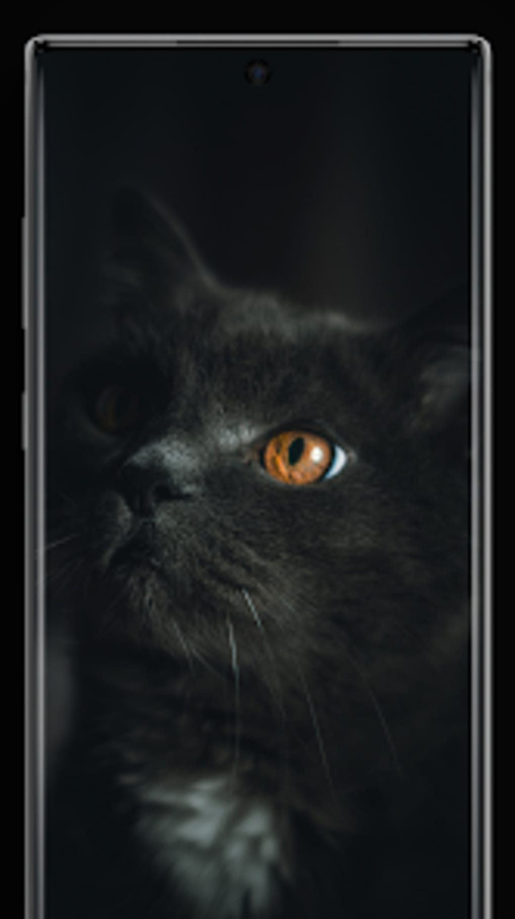 Black Cat Wallpapers для Android — Скачать