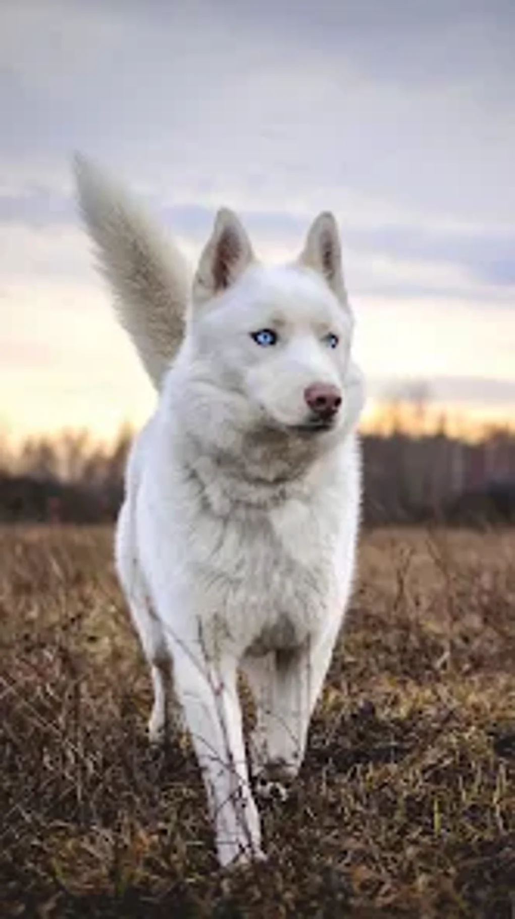 Siberian Husky для Android — Скачать