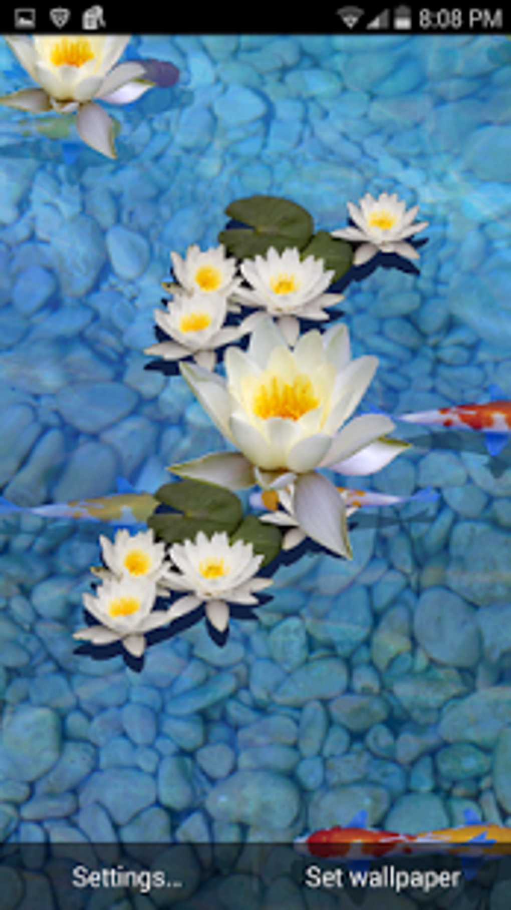 3d Fish Pond Live Wallpaper For Android Download