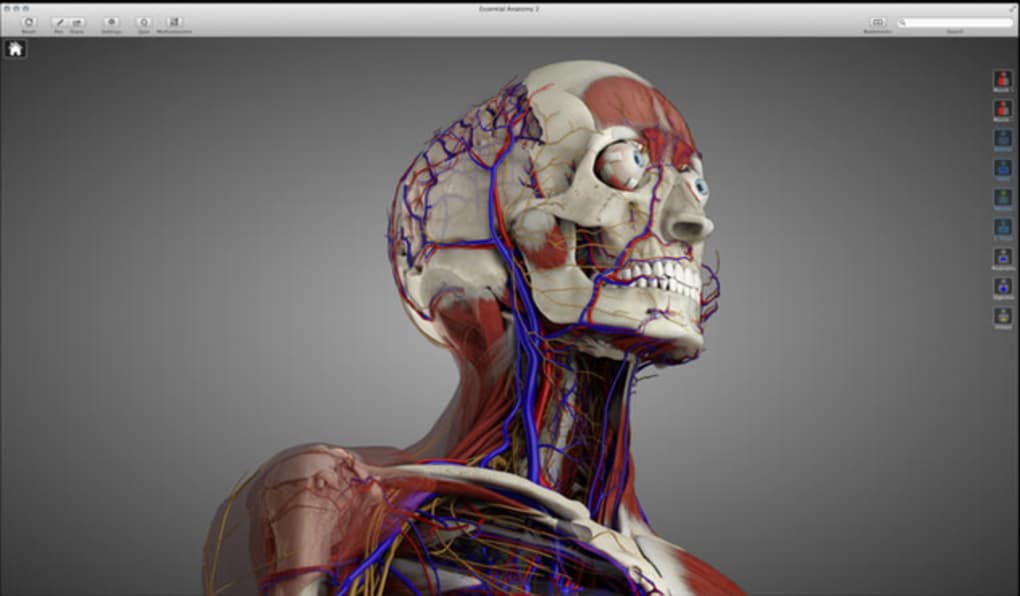 Download Essential Anatomy 5 For Mac