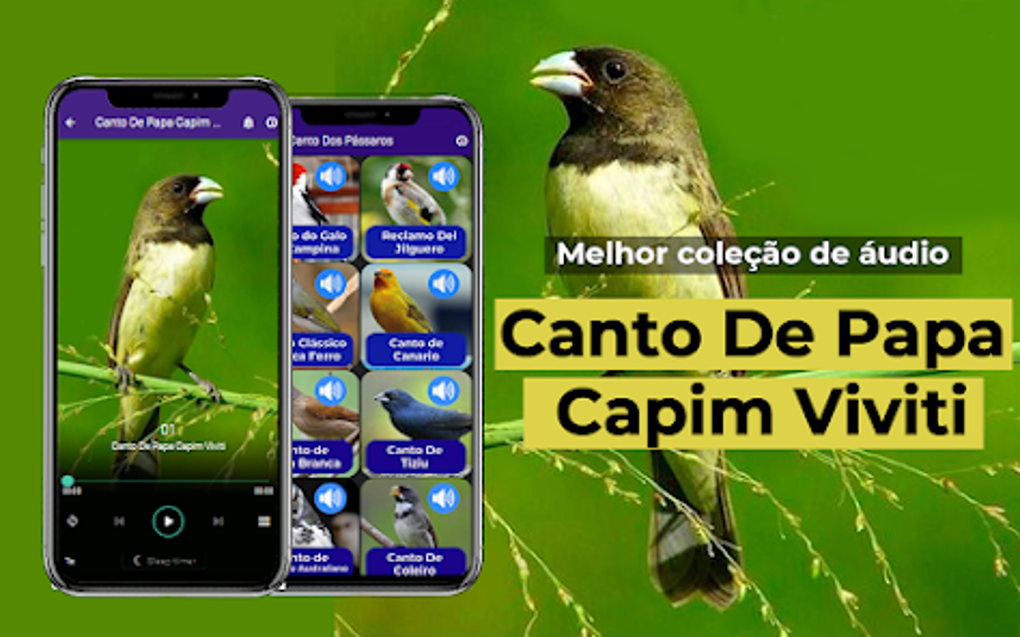 CANTO DE PAPA CAPIM VIVITI PARA TORNEIO #CANTODASAVES 