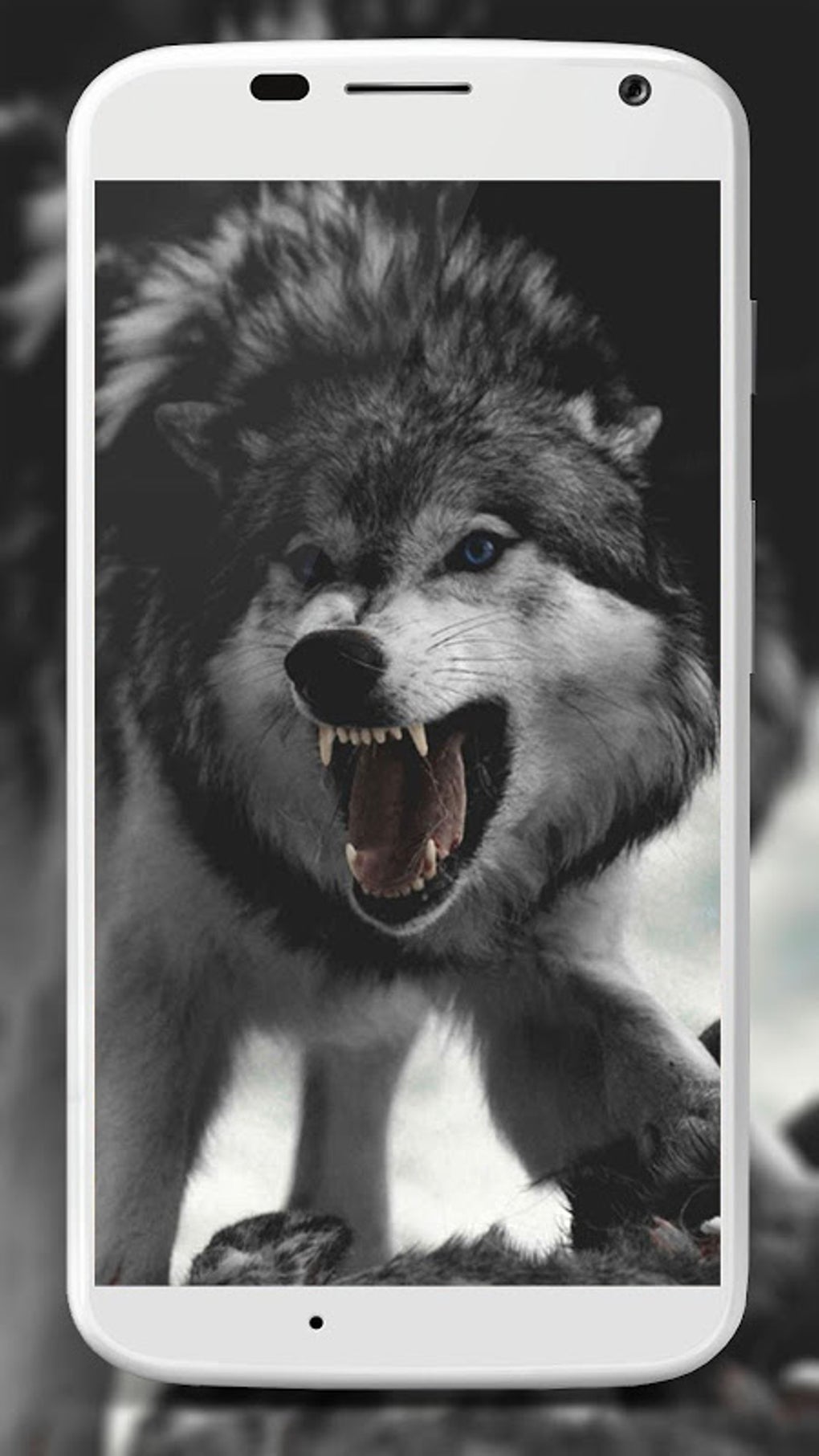 Wolf Wallpaper APK для Android — Скачать