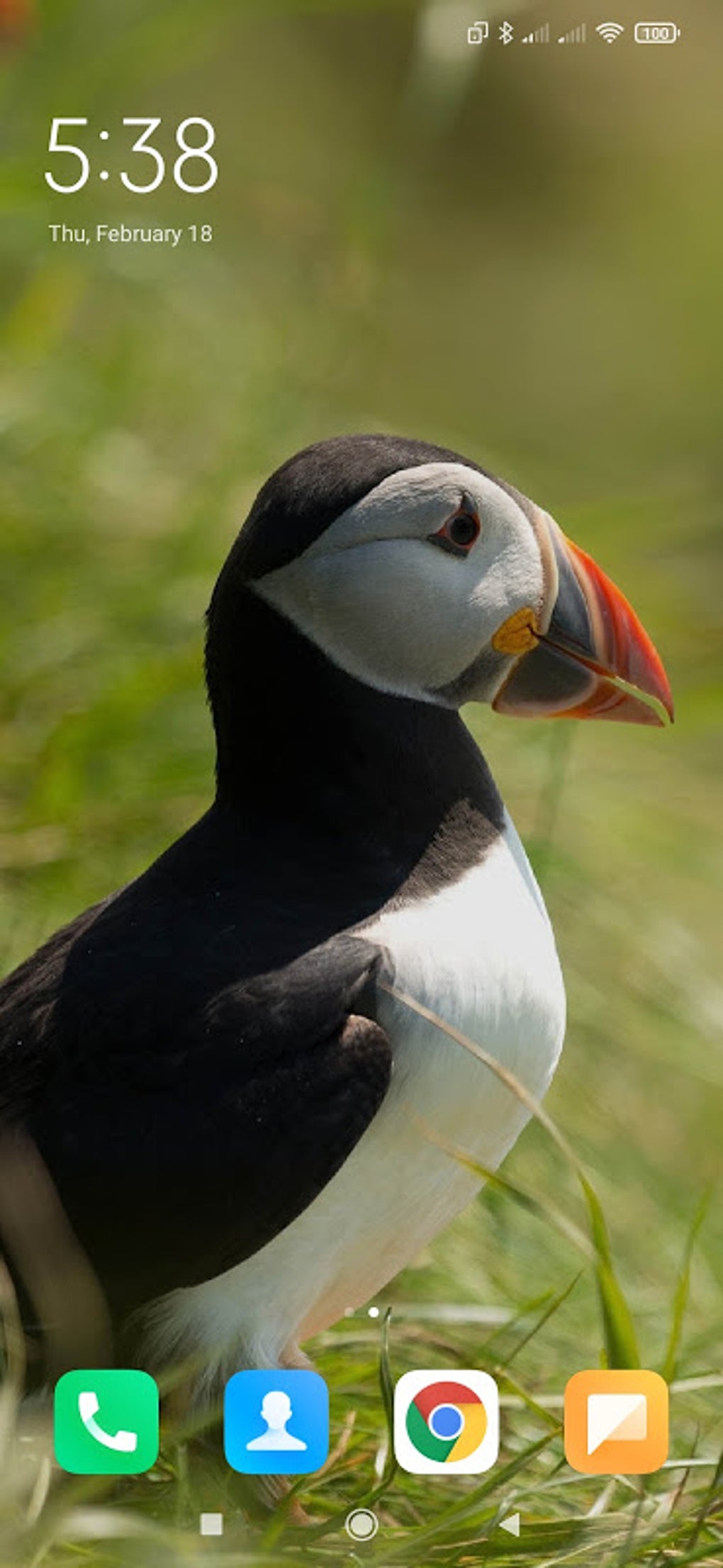 Puffin Wallpapers APK for Android Download Puffin Wallpapers APK for Android Download