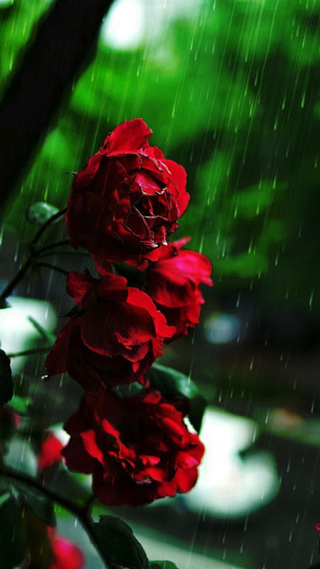 Rain Rose Wallpapers APK para Android - Download