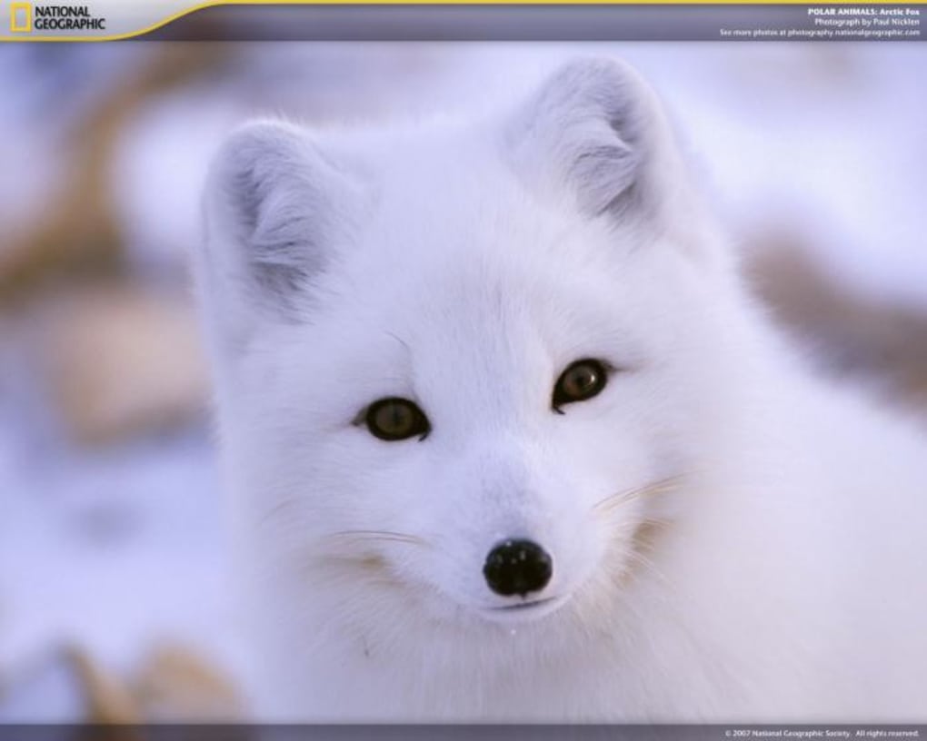 National Geographic Polar Animals Screensaver - Tải về