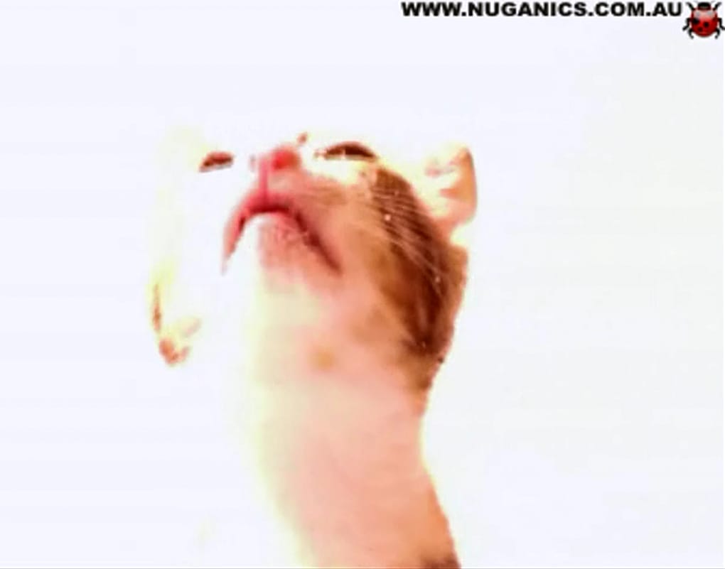 Cat Licking Screensaver 無料 ダウンロード