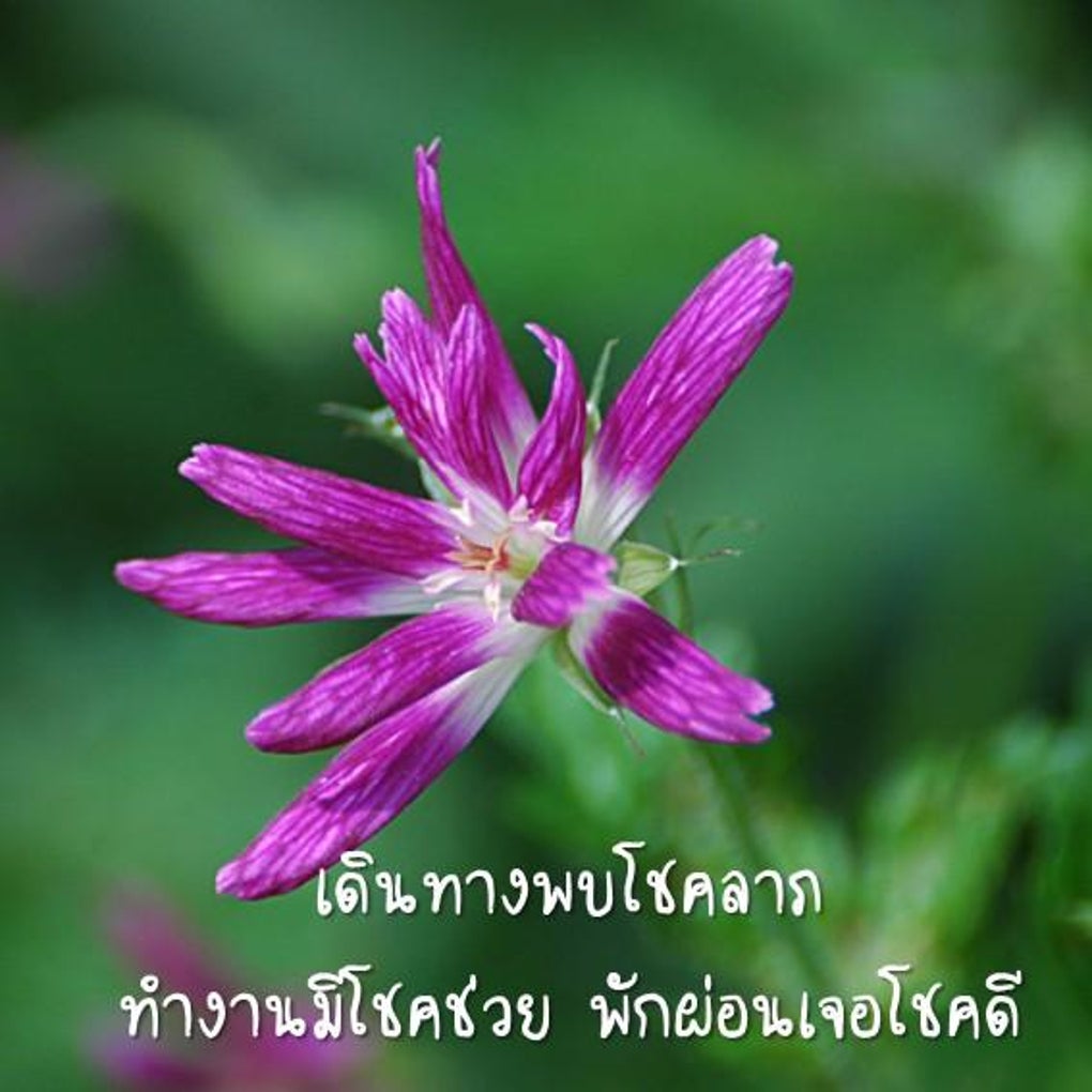 good-morning-in-thai-for-android