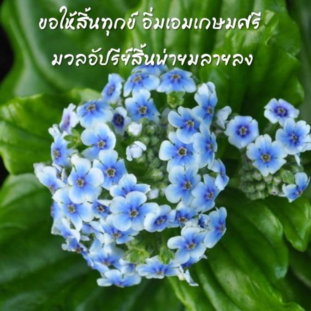 good-morning-in-thai-for-android-download