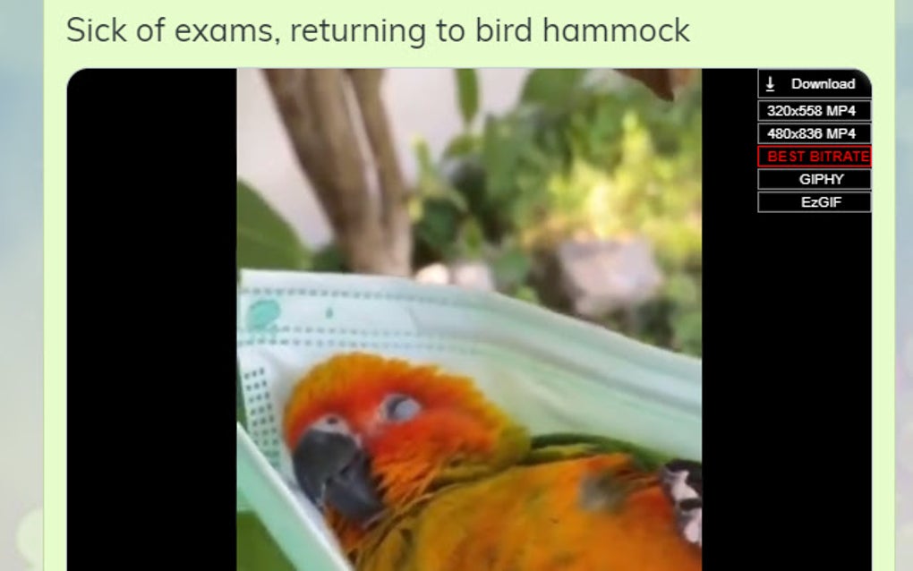 Twitter Gif & Video Downloader for Google Chrome - Extension Download
