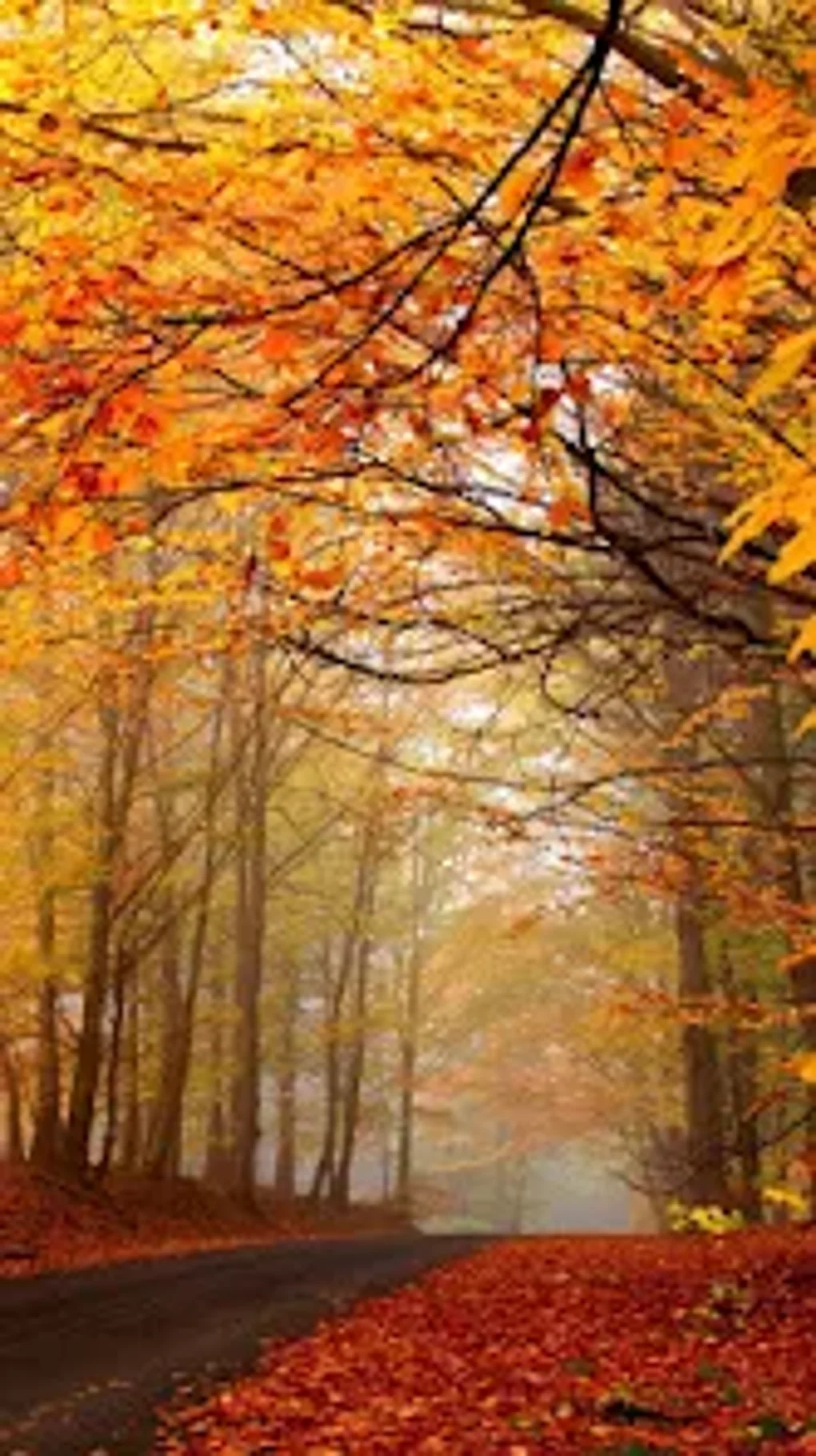 Autumn Live Wallpaper for Android - Download