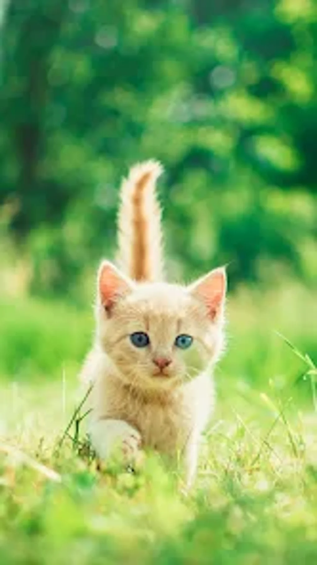 Cute Kitten Wallpaper для Android — Скачать