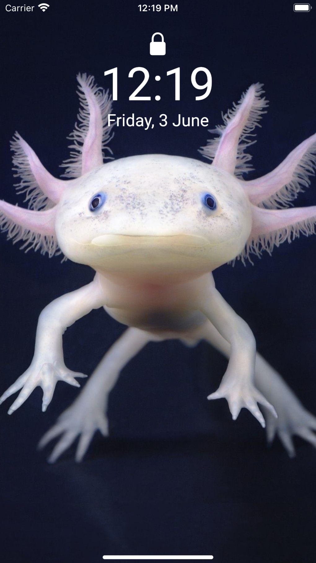 Cute Axolotl - Wallpapers. para iPhone - Descargar