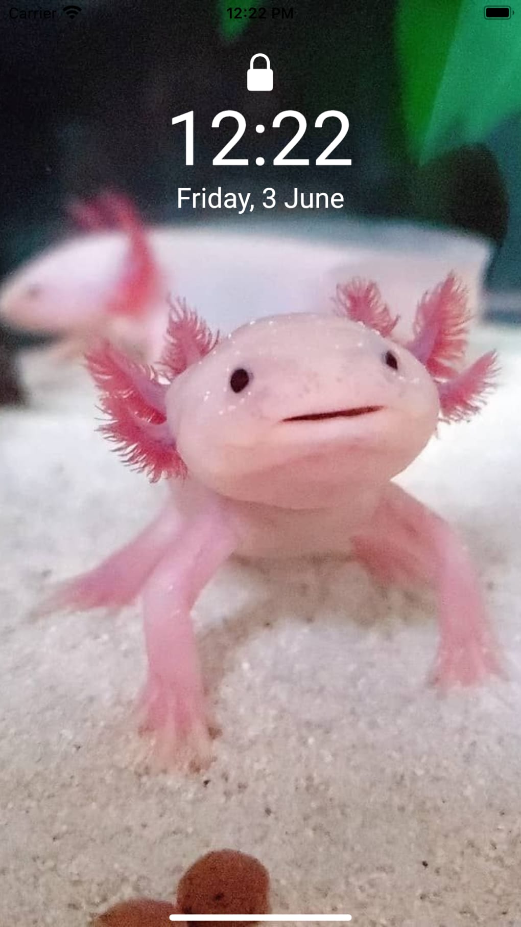 Cute Axolotl  Wallpapers on the App Store