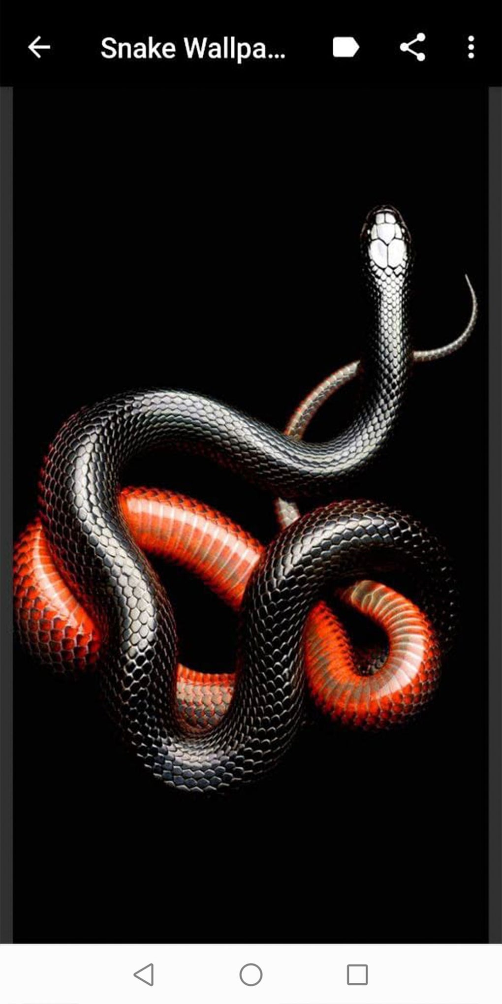 Snake Wallpapers APK для Android — Скачать