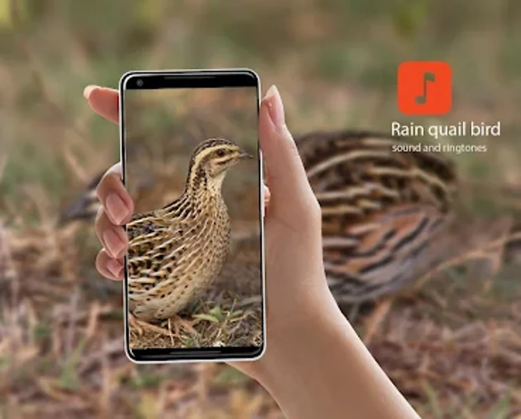Rain Quail Bird Calls Voor Android Download Rain Quail Bird Calls Voor Android Download