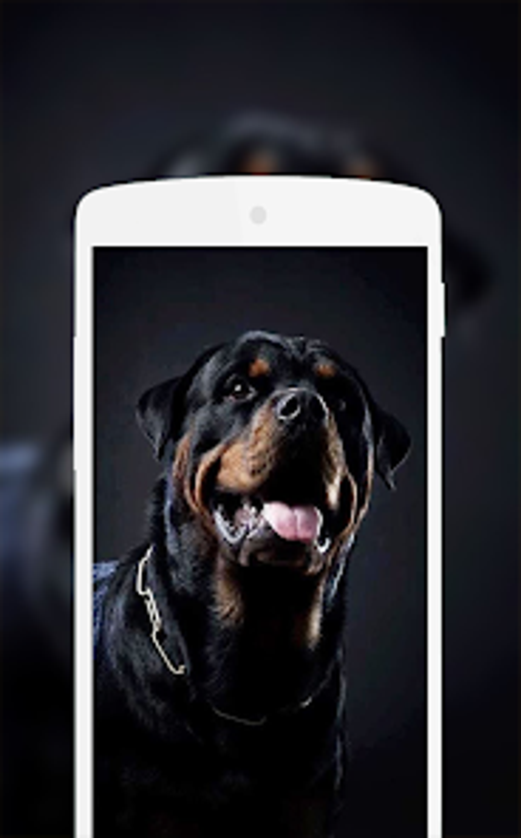 Rottweiler Wallpaper для Android — Скачать