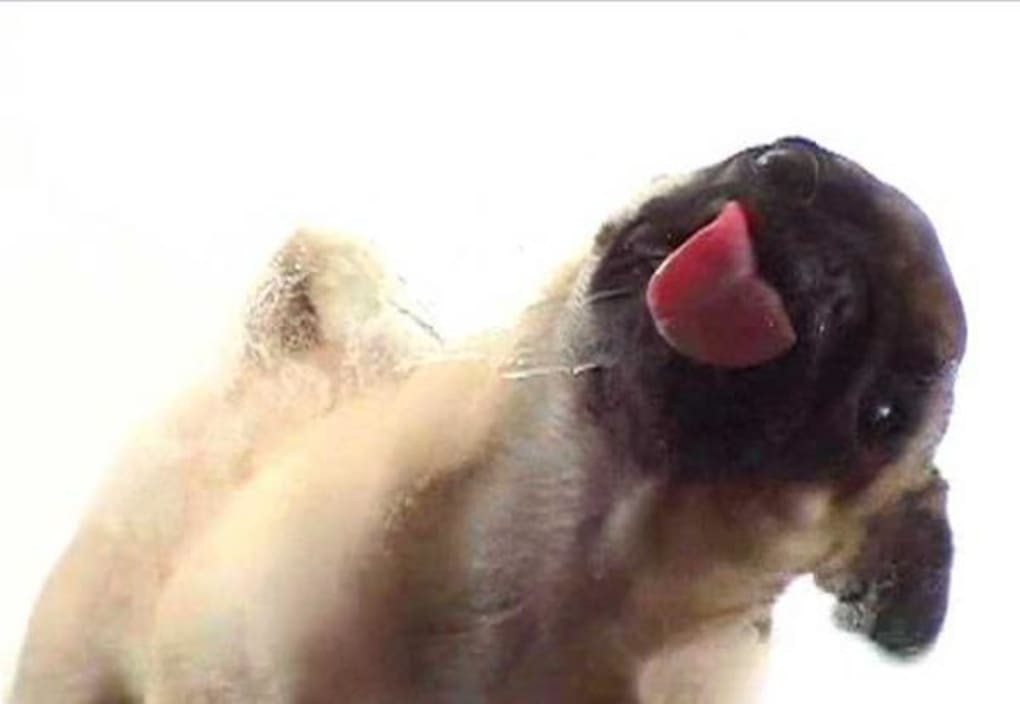 licking dog screensaver free download