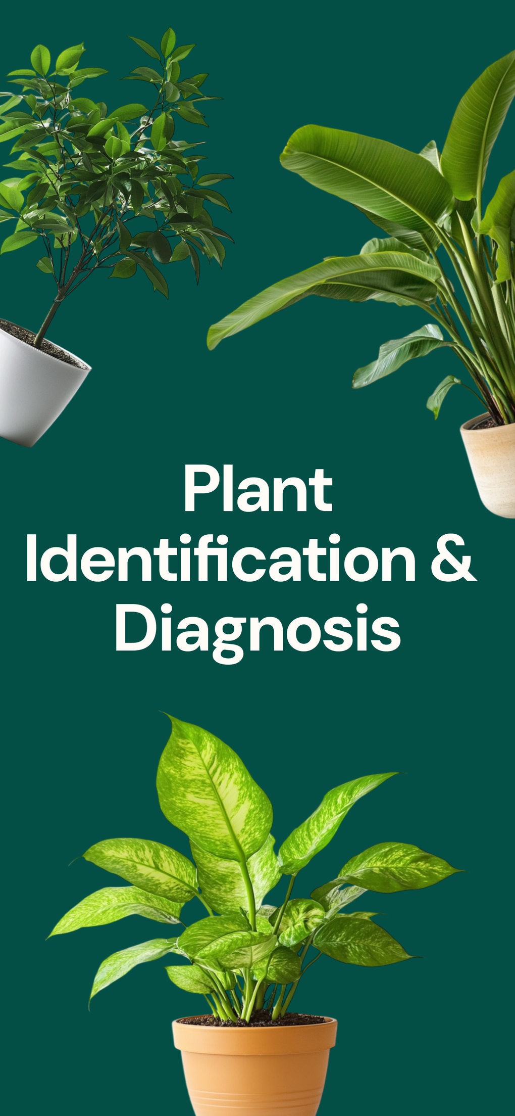 IPhone Plant Identification Diagnosis 