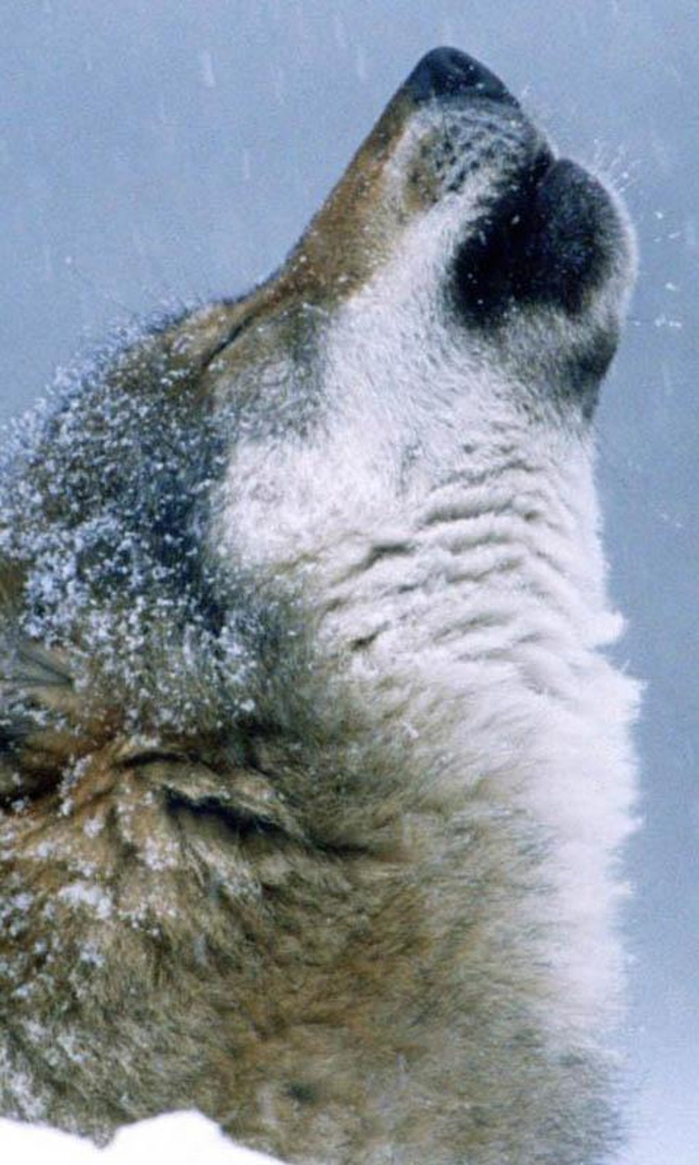 Wolves live. Волк на горе задыхается.