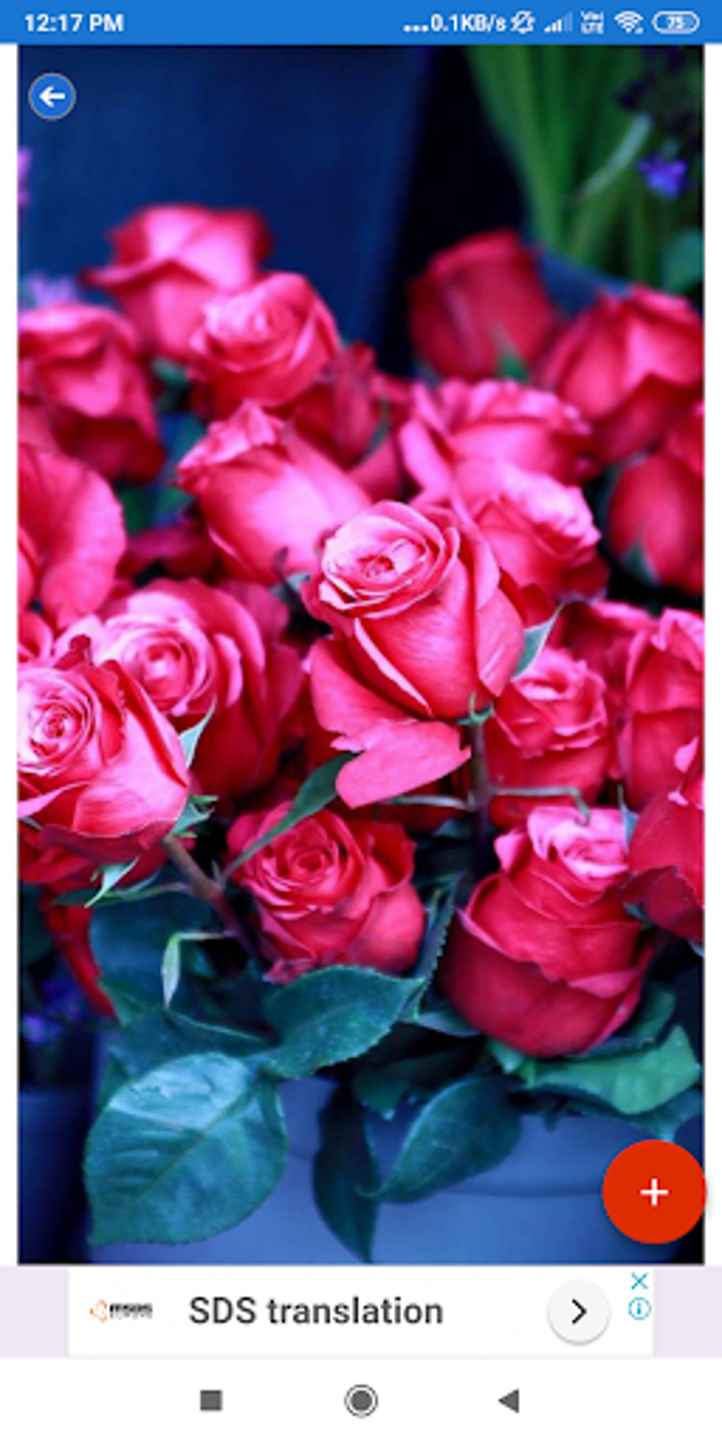 Rose HD Wallpapers APK For Android Download