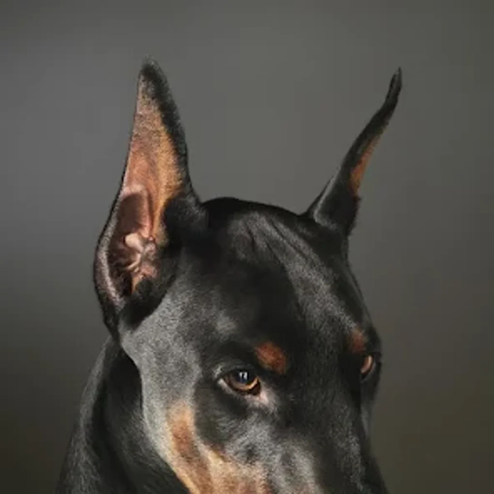 Doberman, angry, dog, HD phone wallpaper | Peakpx