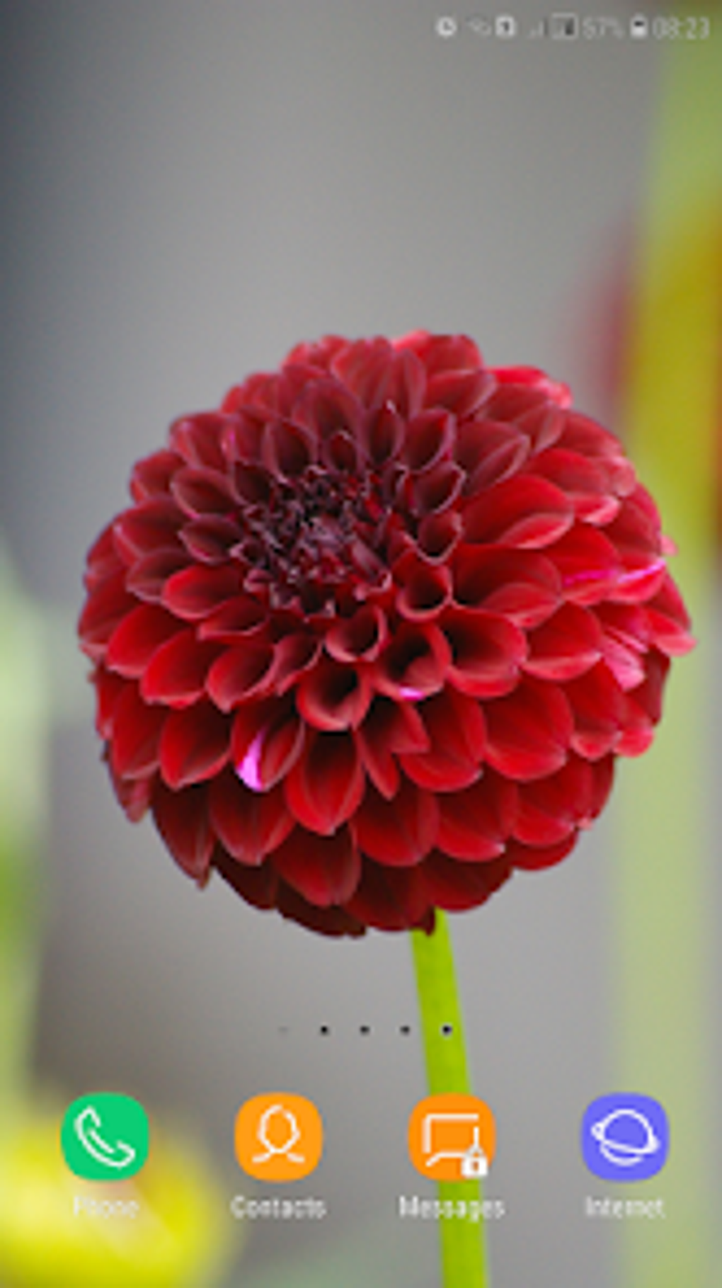 Dahlia Wallpaper Para Android Descargar dahlia-wallpaper-para-android-descargar
