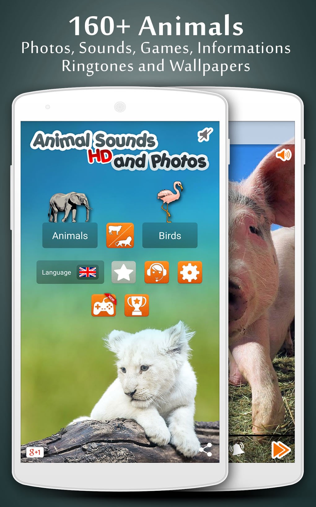 Animal Sounds APK for Android - Download