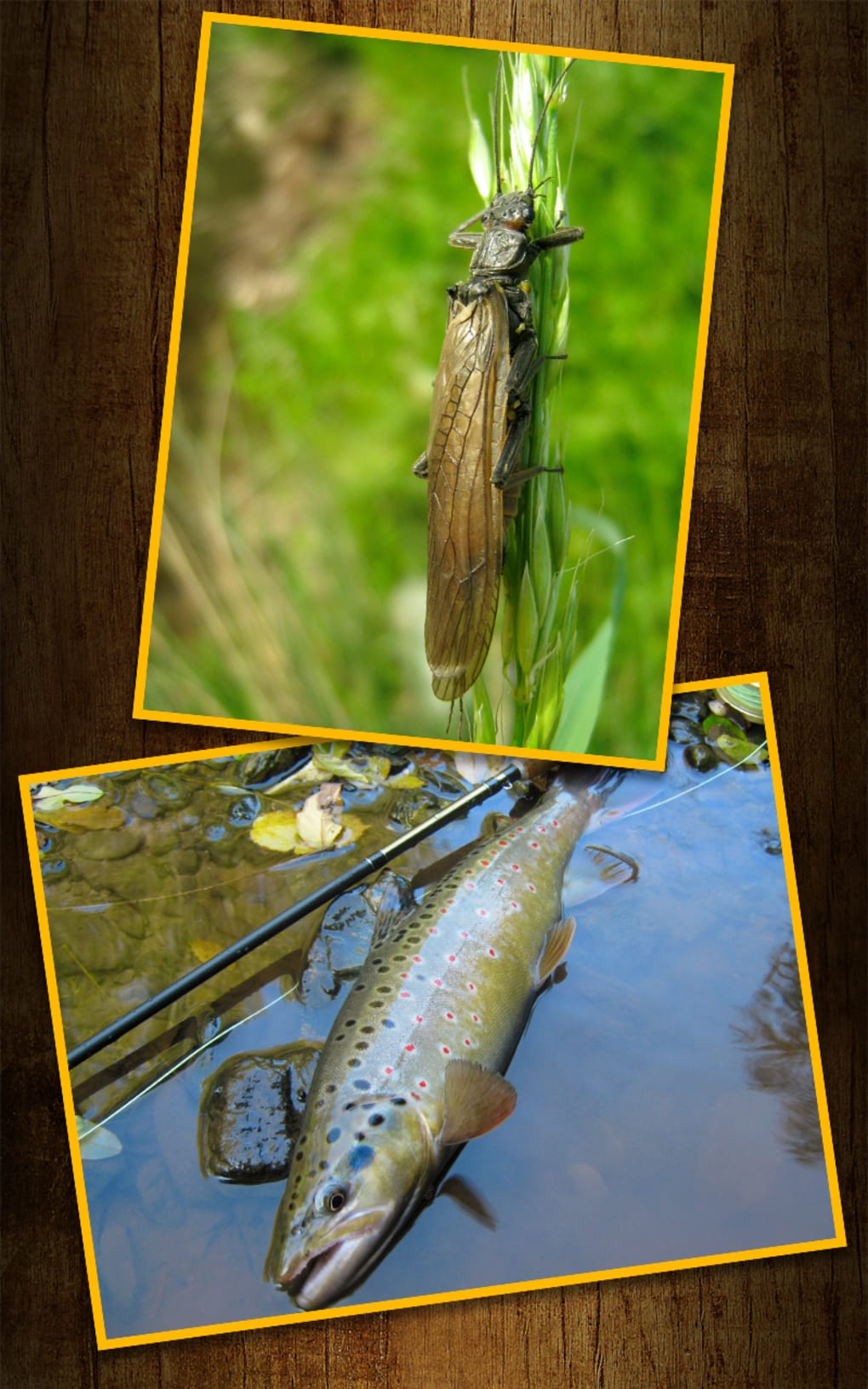 Trout Fly Fishing - Fly Tying APK for Android - Download