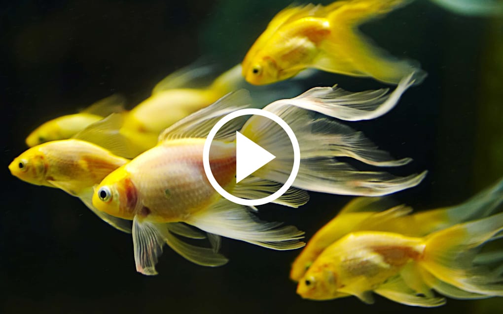 Fish Video Live Wallpaper for Android - Download