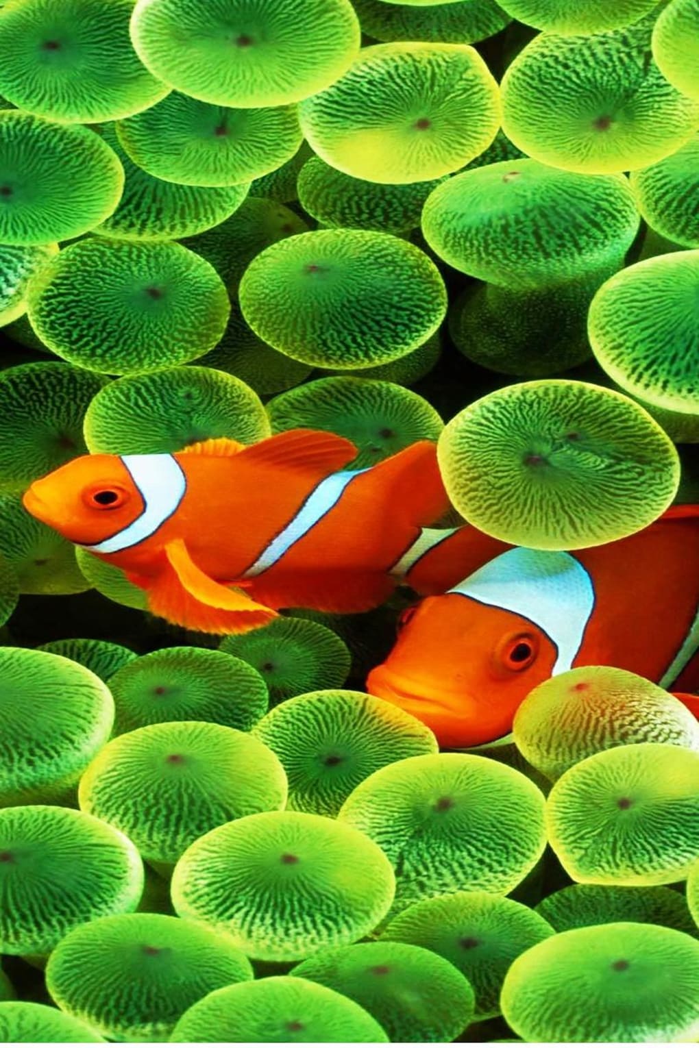 Fish Video Live Wallpaper for Android - Download