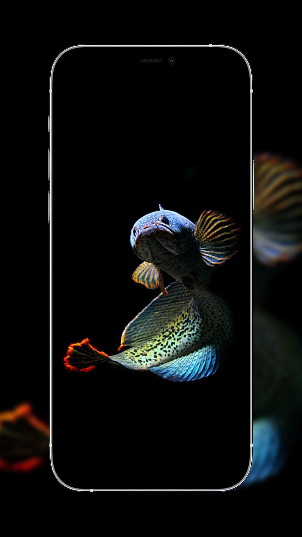 Channa Fish Wallpapers for Android - Download