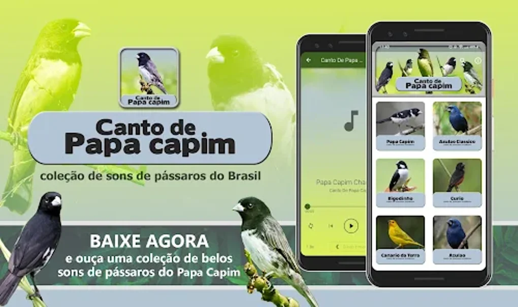 Canto Papa Capim Viviti: álbuns, músicas, playlists