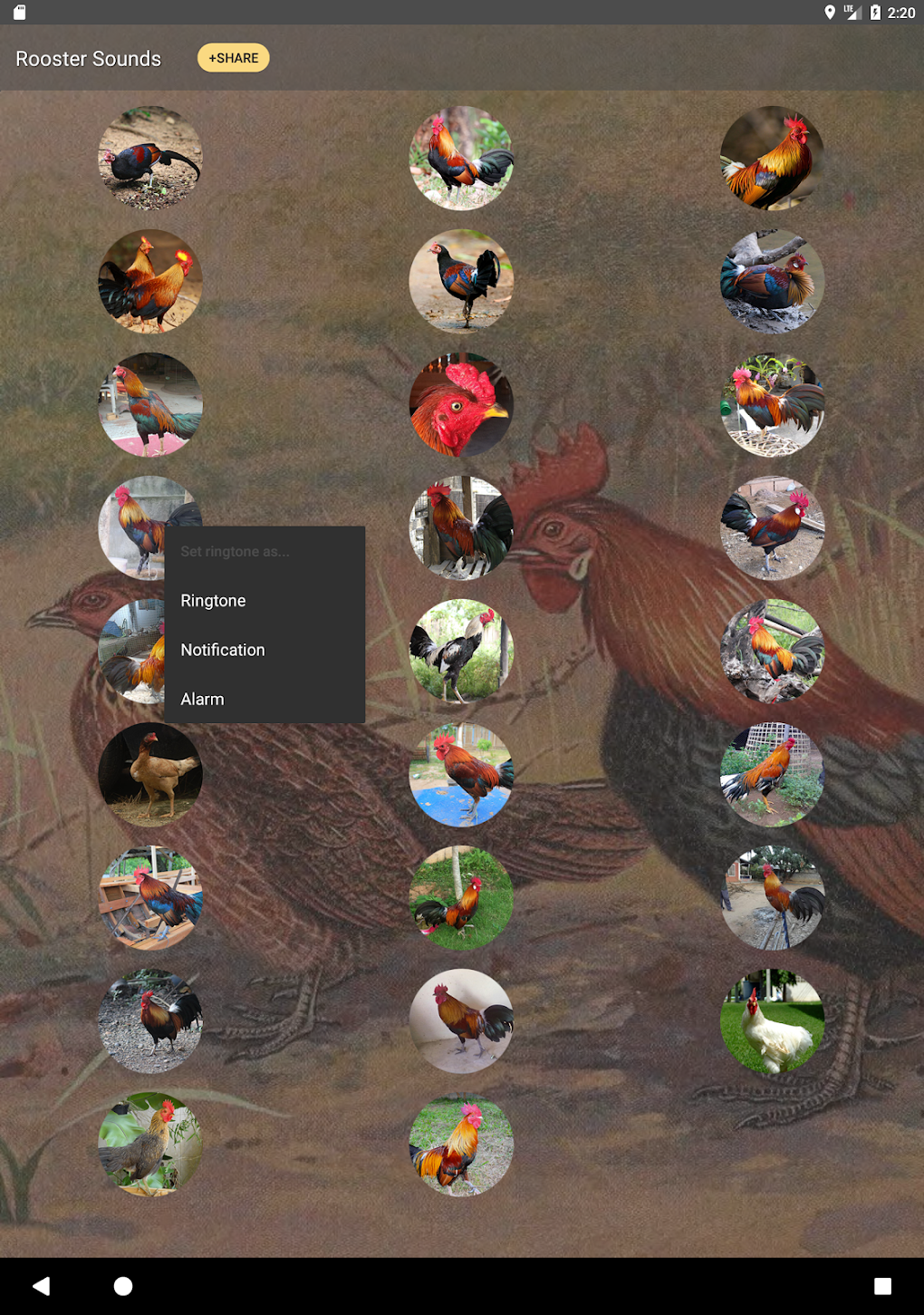 Rooster Sound and Ringtones для Android — Скачать