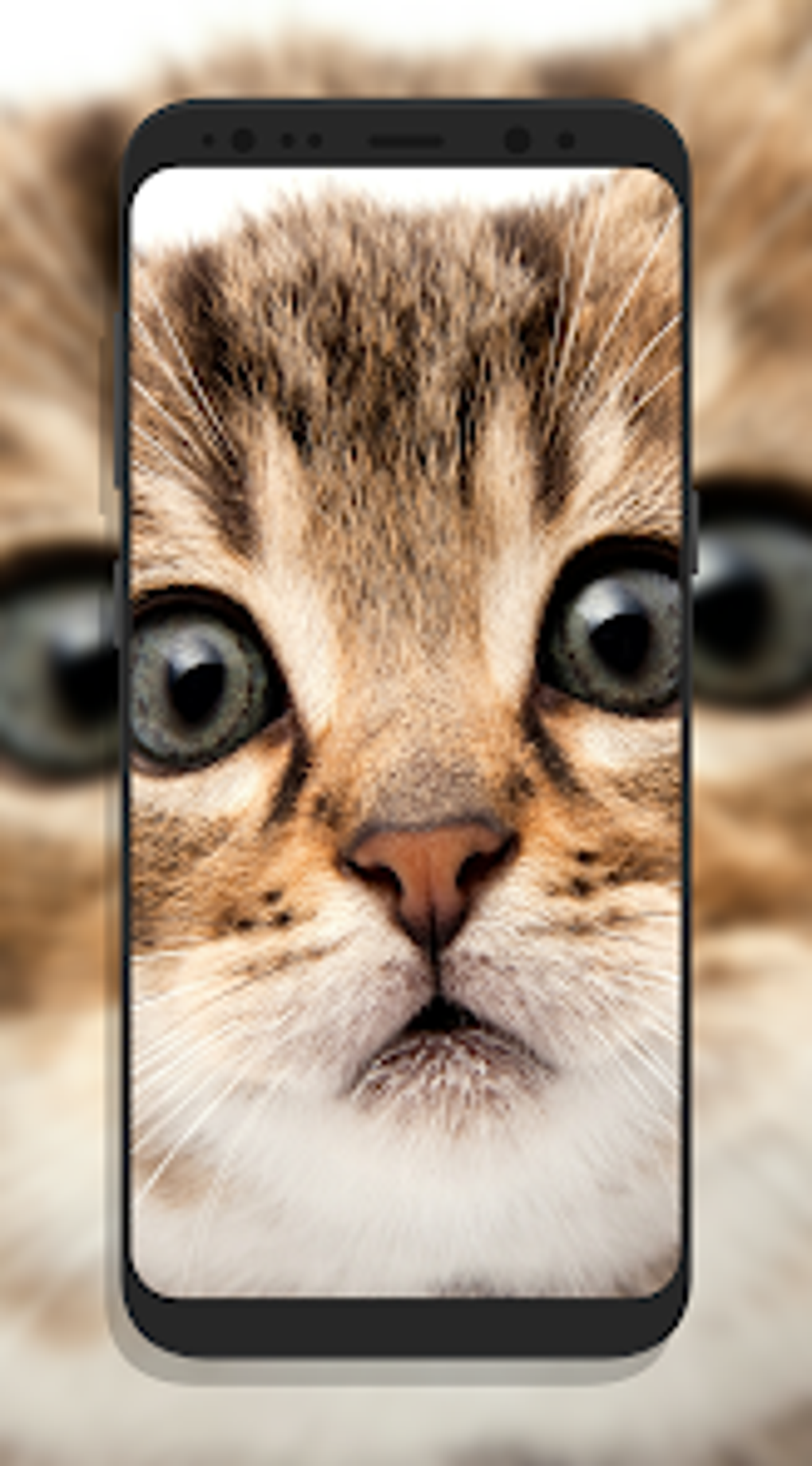 Cute Cat Wallpapers для Android — Скачать