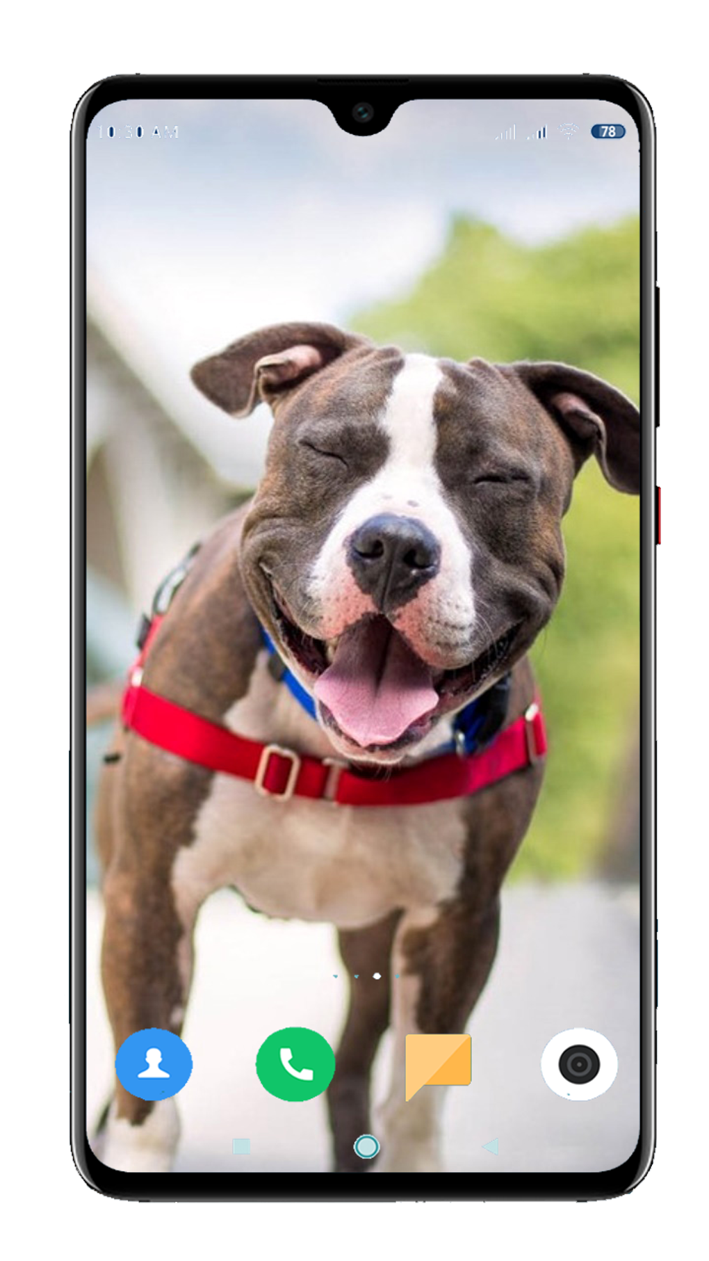 Pitbull Dog Wallpaper HD APK для Android — Скачать