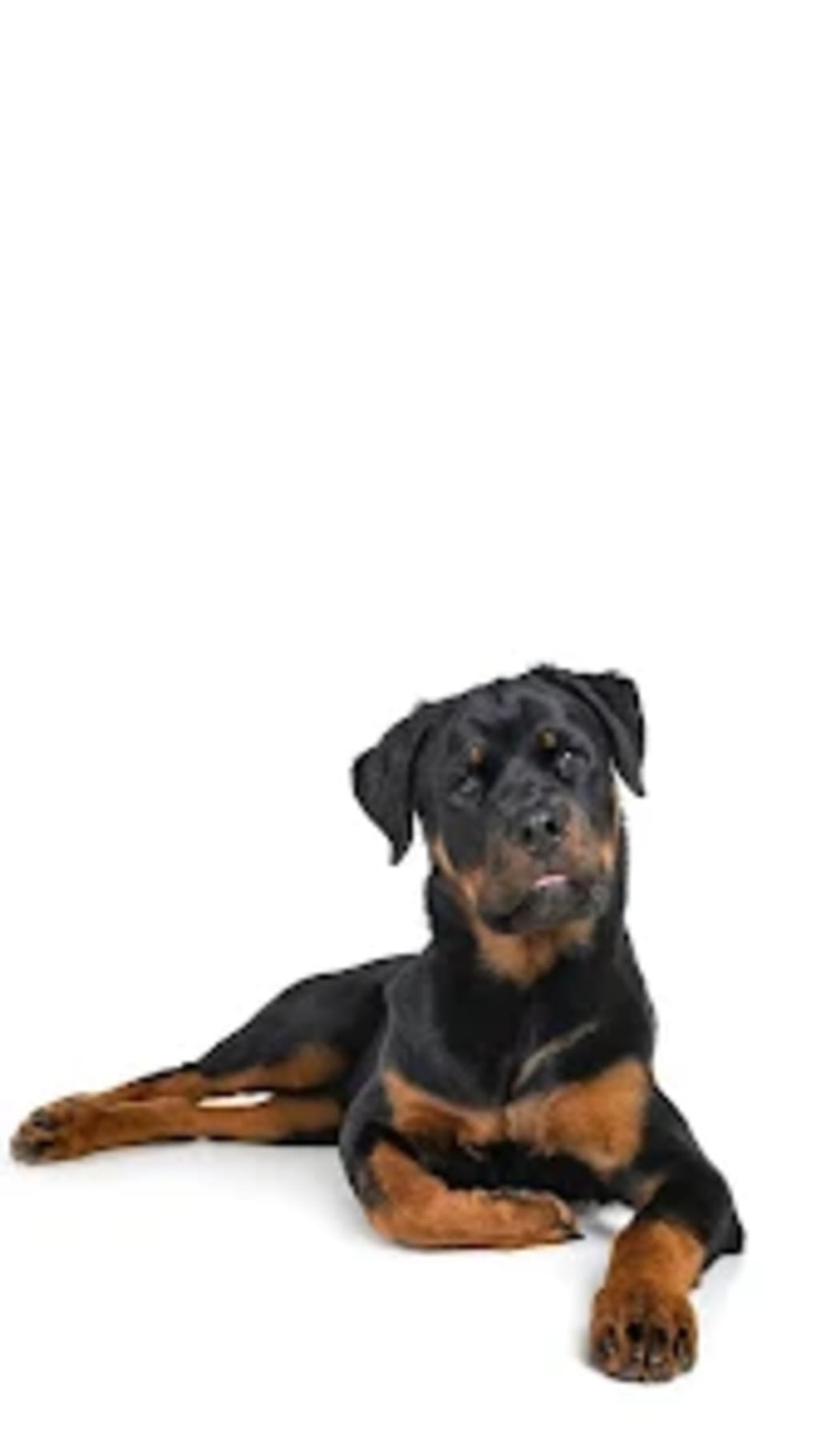 Download Pretty Rottweiler Puppy Wallpaper | Wallpapers.com