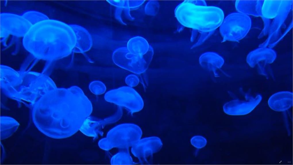 Jellyfish HD Live Wallpaper - Tải về