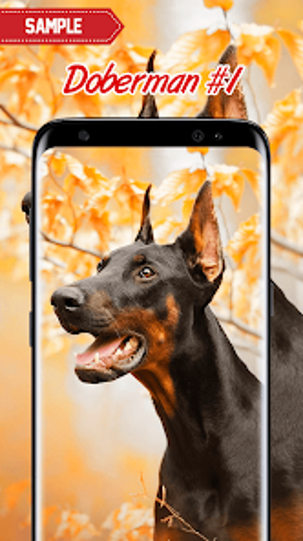 Doberman Wallpaper for Android - Download