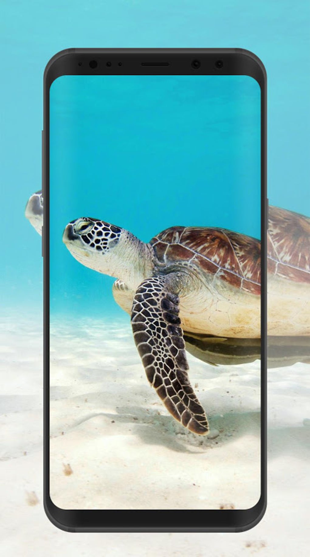 Tortoise Wallpaper Apk สำหรับ Android - ดาวน์โหลด