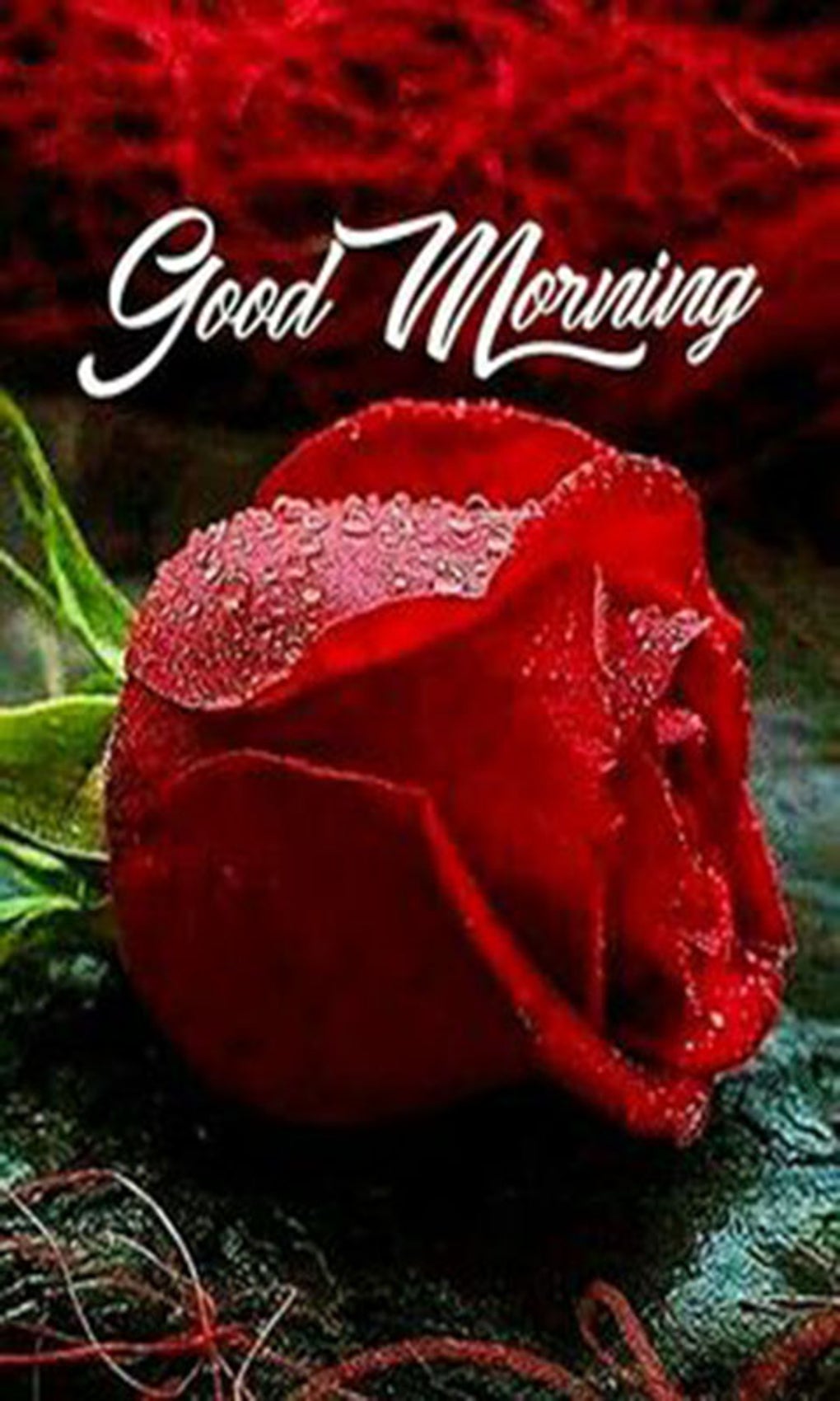 Sweet Good Morning And Night M For Android Download Sweet good morning and night m for android download
