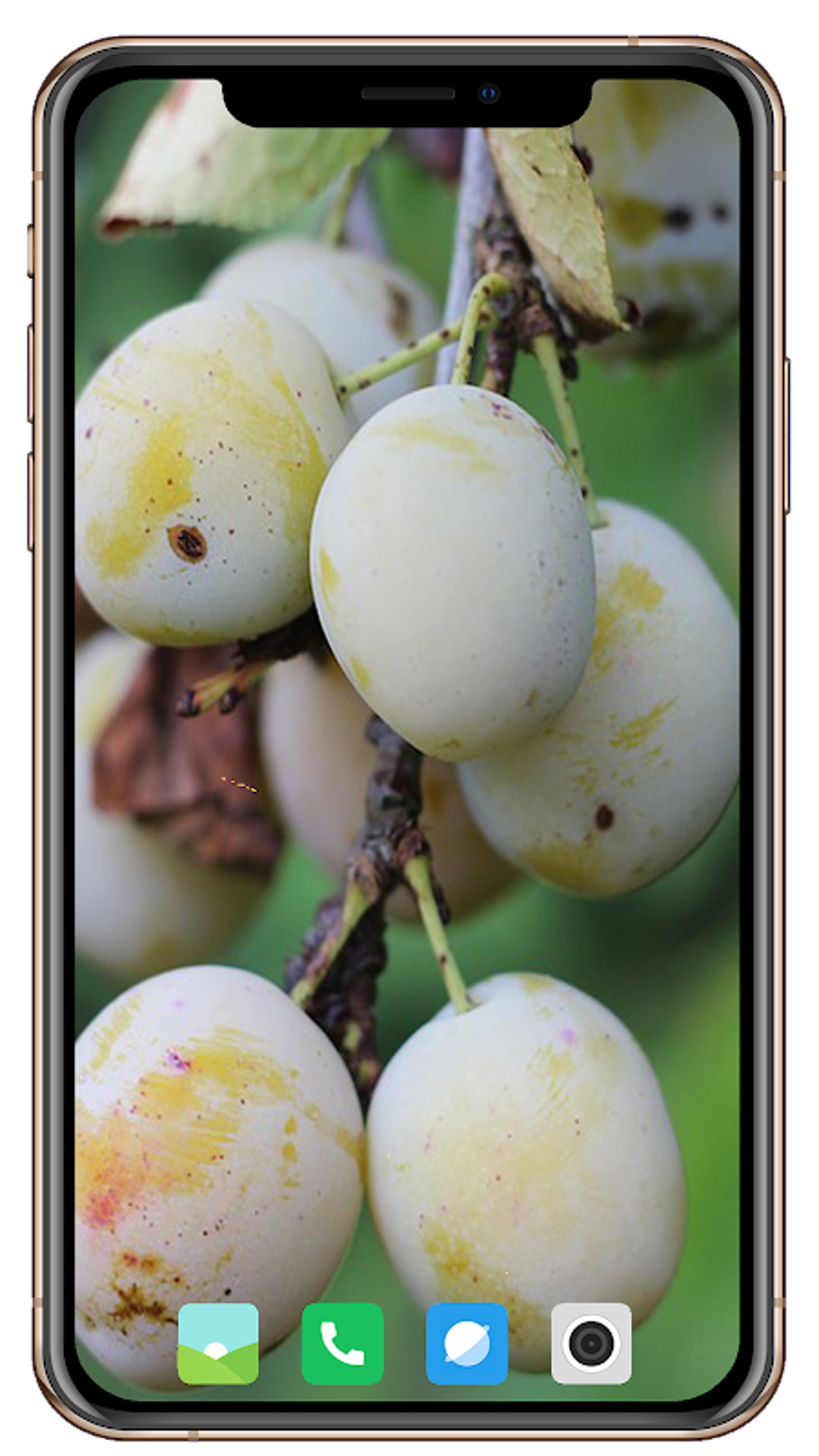 Fruit trees wallpaper hd apk android 
