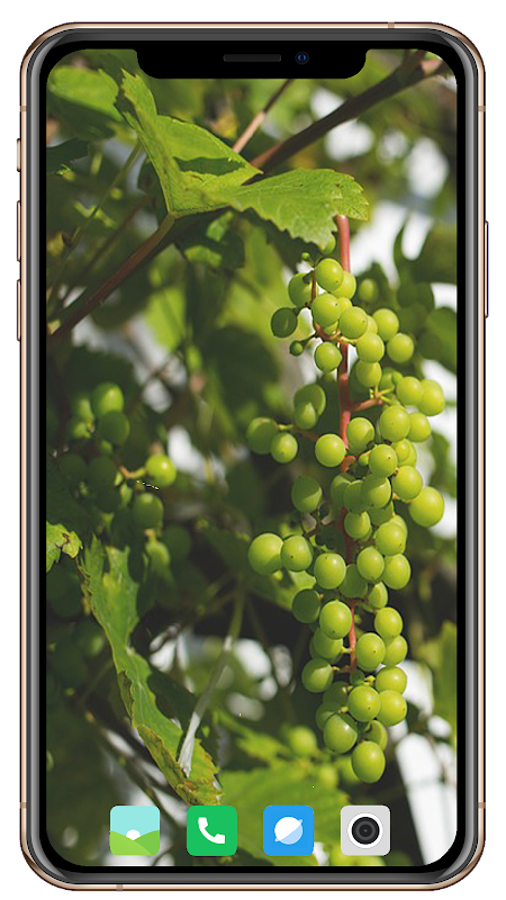 Fruit trees wallpaper hd apk android 