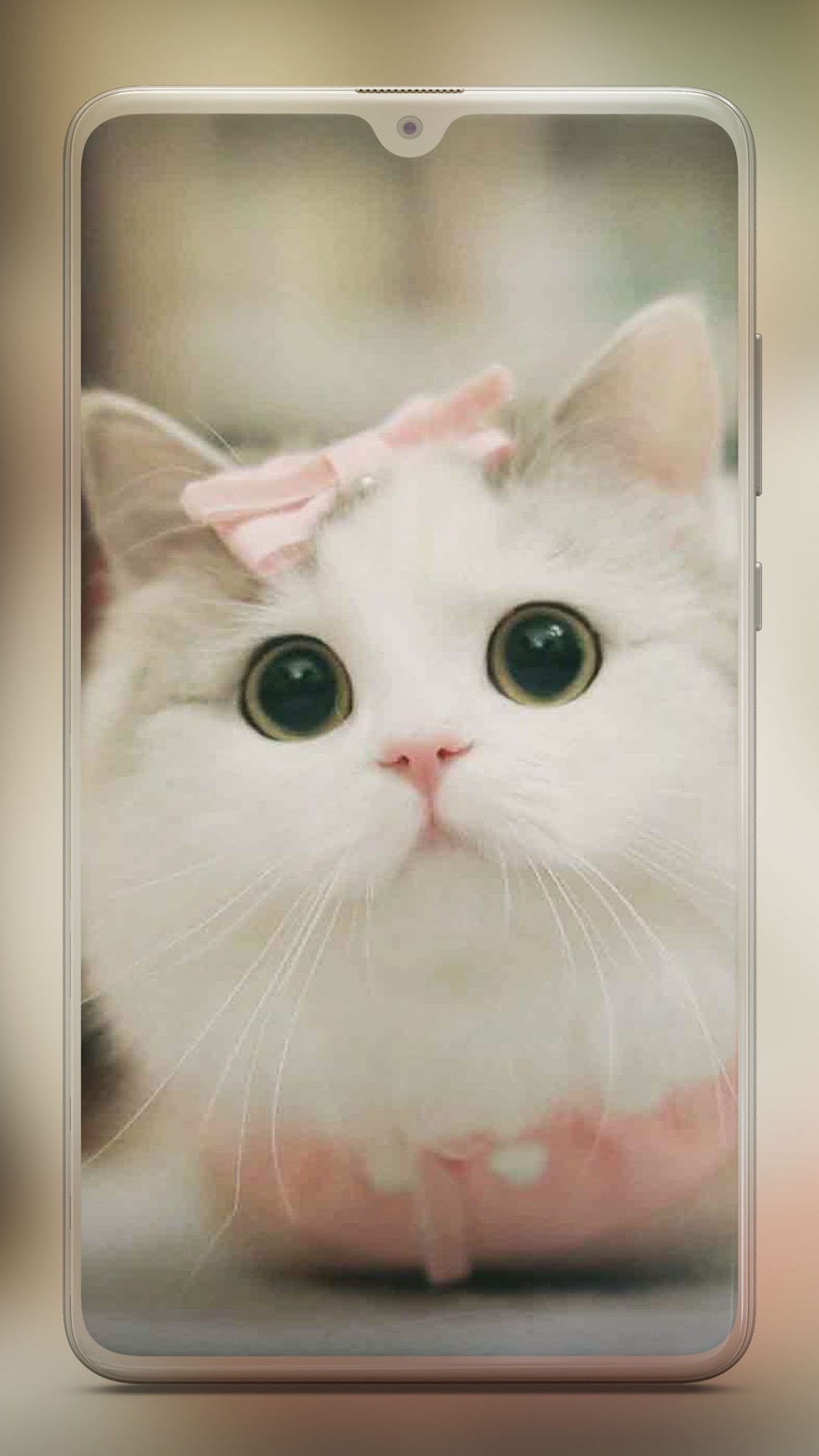 Beautiful Kitten Wallpapers on WallpaperDog