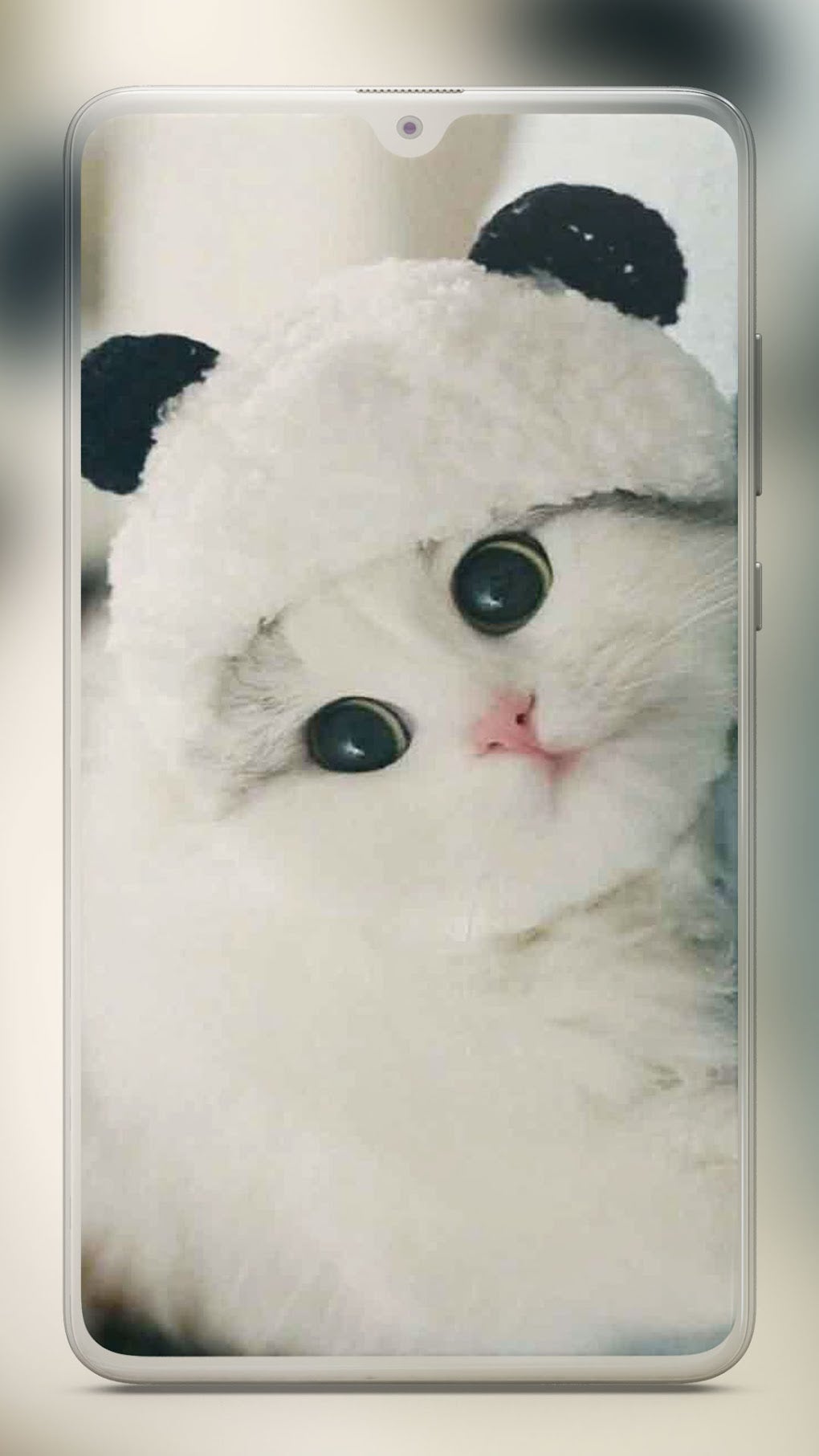 Cute Cat Wallpaper - Kitten Wallpapers for Android - Download