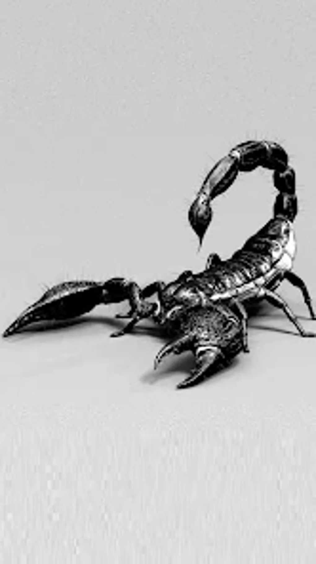 Scorpion