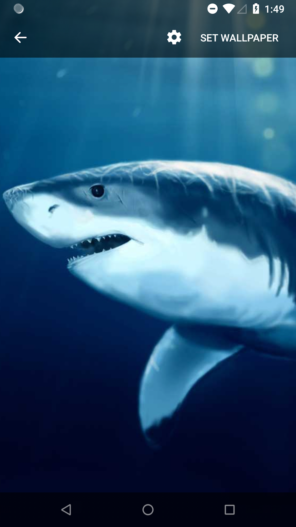 3D Shark Live Wallpaper APK для Android — Скачать