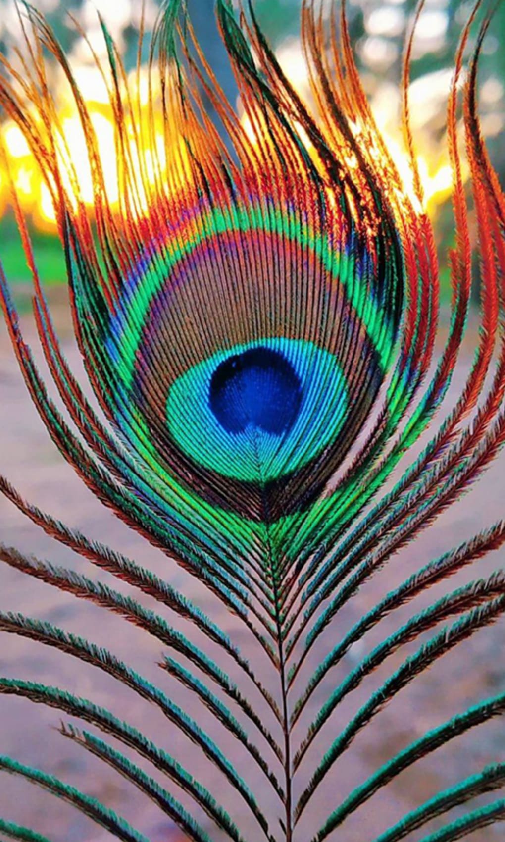Peacock Feather HD Wallpapers APK for Android - Download