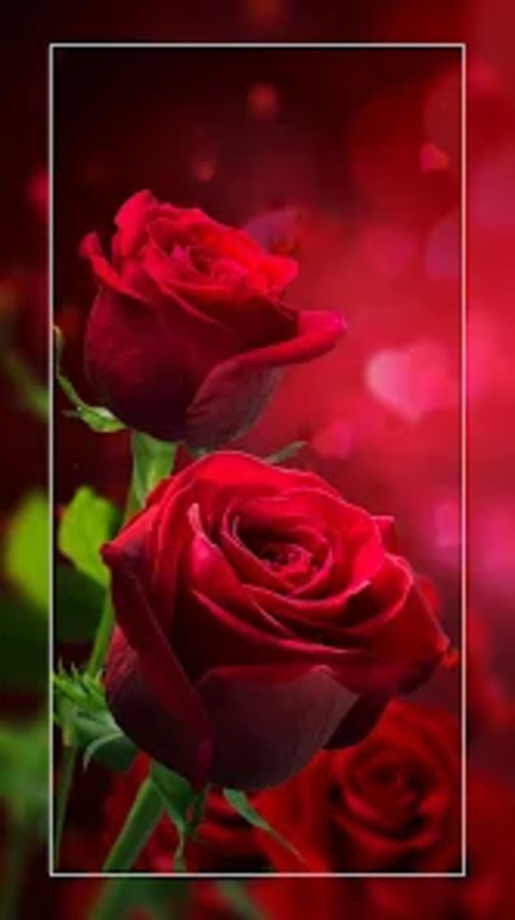 Roses Live Wallpaper Free Android Live Wallpaper download  Download the  Free Roses Live Wallpaper Live Wallpaper to your Android phone or tablet